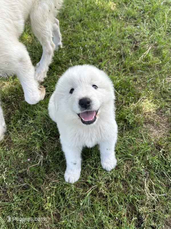 Bear – Great Pyrenees puppy for sale in Campbell, TX
