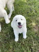 Bear, a male Great Pyrenees for sale in Campbell, TX – 1 of 8