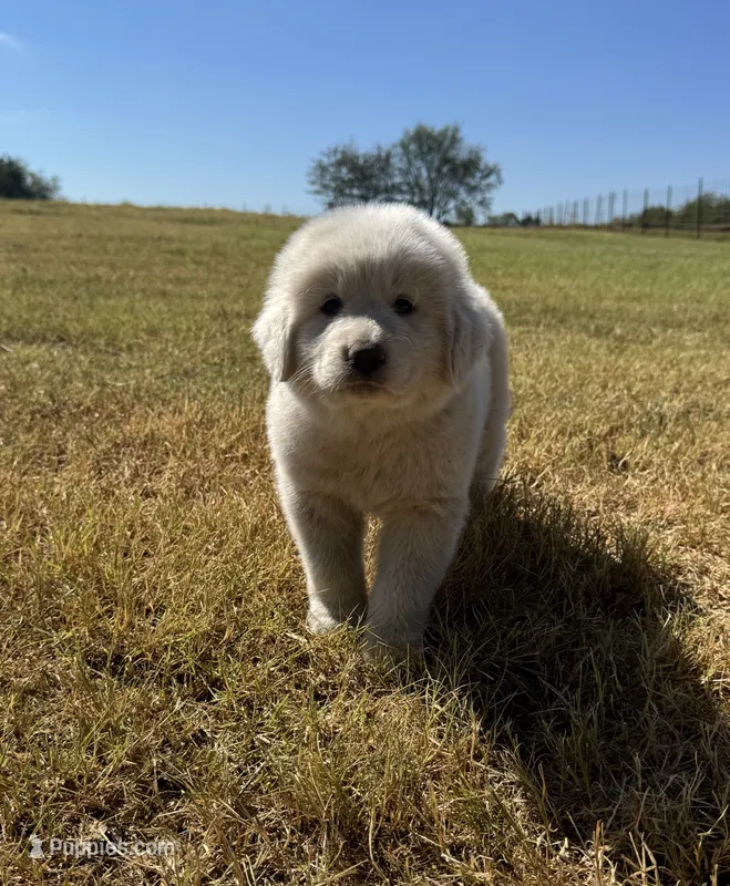 Moose – Great Pyrenees puppy for sale in Cumby, TX