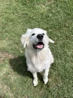 Lottie, a female Great Pyrenees for sale in Campbell, TX – 4 of 7