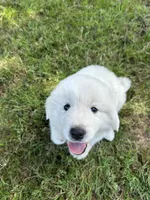 Bear, a male Great Pyrenees for sale in Campbell, TX – 4 of 8