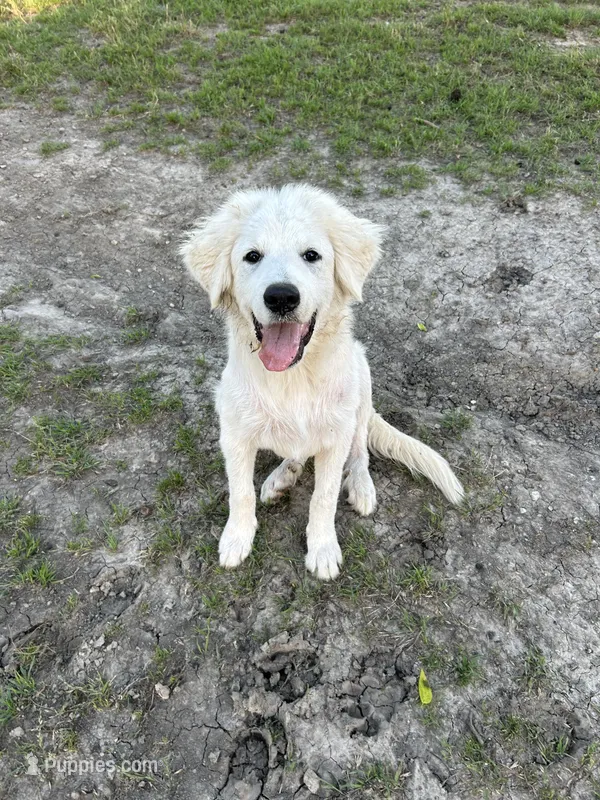 Lottie – Great Pyrenees puppy for sale in Campbell, TX