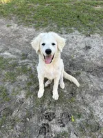 Lottie, a female Great Pyrenees for sale in Campbell, TX – 2 of 9