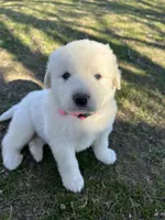 Lottie, a female Great Pyrenees for sale in Campbell, TX – Photo 3 of 5