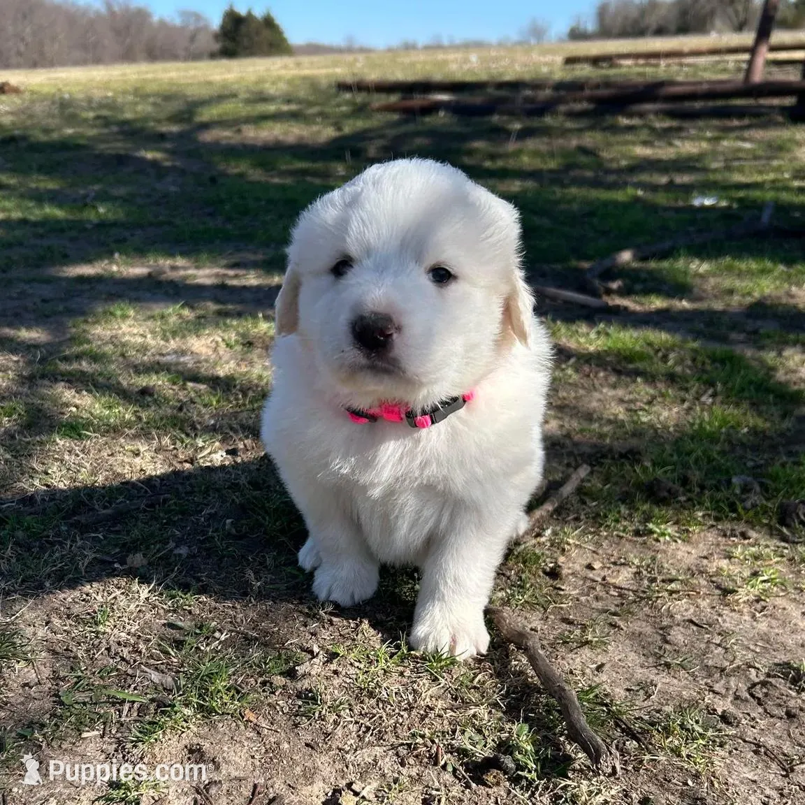 Lottie, a female Great Pyrenees for sale in Campbell, TX – Photo 2 of 5