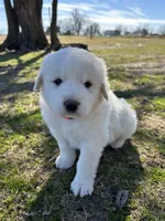 Lottie, a female Great Pyrenees for sale in Campbell, TX – Photo 1 of 5