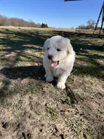 Lottie, a female Great Pyrenees for sale in Campbell, TX – Photo 4 of 5