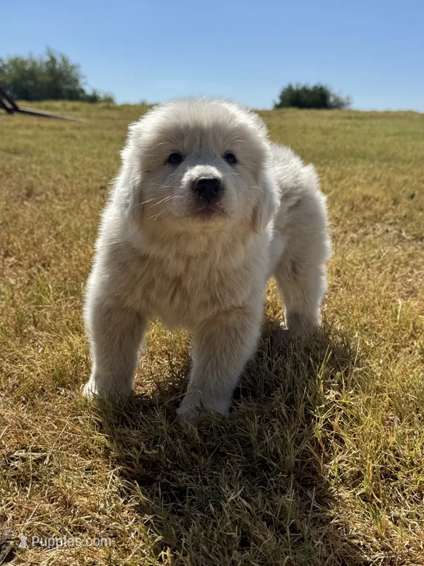 Gus – Great Pyrenees puppy for sale in Cumby, TX