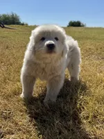 Gus, a male Great Pyrenees for sale in Cumby, TX – 1 of 2