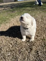 Oakley, a female Great Pyrenees for sale in Campbell, TX – Photo 7 of 7