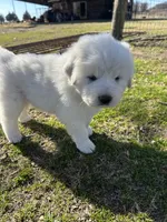 Oakley, a female Great Pyrenees for sale in Campbell, TX – Photo 5 of 7