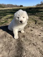 Oakley, a female Great Pyrenees for sale in Campbell, TX – Photo 4 of 7