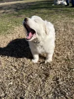 Oakley, a female Great Pyrenees for sale in Campbell, TX – Photo 6 of 7
