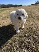 Bear, a male Great Pyrenees for sale in Campbell, TX – Photo 5 of 5