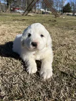 Bear, a male Great Pyrenees for sale in Campbell, TX – Photo 1 of 5