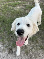 Lottie, a female Great Pyrenees for sale in Cumby, TX – 1 of 4