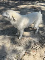 Lottie, a female Great Pyrenees for sale in Cumby, TX – 4 of 4
