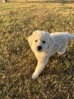 Benji, a male Great Pyrenees for sale in Cumby, TX – 2 of 3