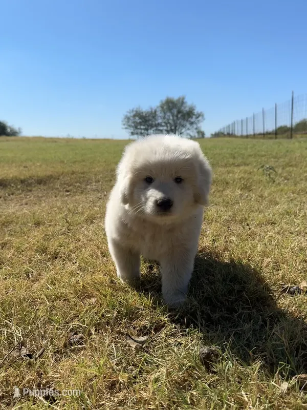 Bear – Great Pyrenees puppy for sale in Cumby, TX