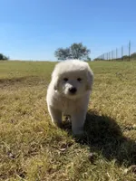 Bear, a male Great Pyrenees for sale in Cumby, TX – 1 of 2