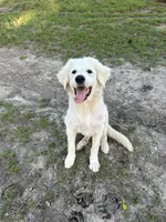 Lottie, a female Great Pyrenees for sale in Cumby, TX – 4 of 4