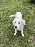 Lottie, a female Great Pyrenees for sale in Campbell, TX – 7 of 7