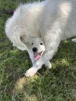 Bear, a male Great Pyrenees for sale in Campbell, TX – 7 of 8