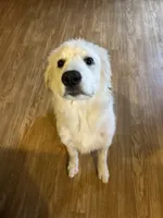 Lottie, a female Great Pyrenees for sale in Campbell, TX – 3 of 7