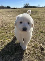 Benji, a male Great Pyrenees for sale in Campbell, TX – Photo 1 of 6