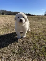 Benji, a male Great Pyrenees for sale in Campbell, TX – Photo 2 of 6