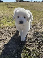 Benji, a male Great Pyrenees for sale in Campbell, TX – Photo 4 of 6