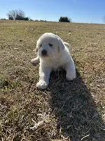 Benji, a male Great Pyrenees for sale in Campbell, TX – Photo 5 of 6