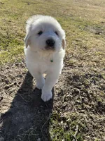 Benji, a male Great Pyrenees for sale in Campbell, TX – Photo 3 of 6