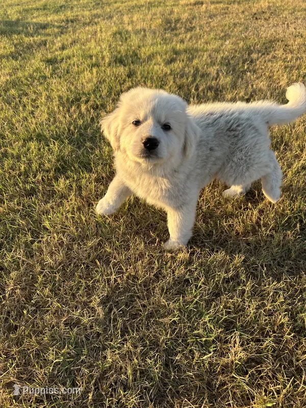 Benji – Great Pyrenees puppy for sale in Cumby, TX