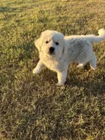 Benji, a male Great Pyrenees for sale in Cumby, TX – 1 of 3