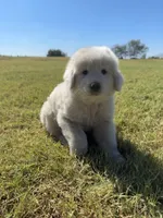 Moose, a male Great Pyrenees for sale in Cumby, TX – 2 of 2