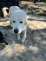 Lottie, a female Great Pyrenees for sale in Cumby, TX – 3 of 4