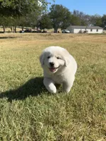 Molly, a female Great Pyrenees for sale in Cumby, TX – 2 of 2