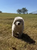 Bear, a male Great Pyrenees for sale in Cumby, TX – 2 of 2