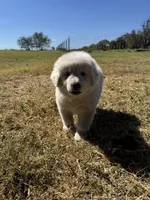 Oakley , a female Great Pyrenees for sale in Cumby, TX – 2 of 2