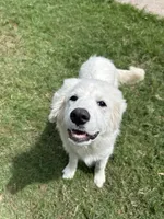 Lottie, a female Great Pyrenees for sale in Campbell, TX – 6 of 7