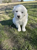 Sadie, a female Great Pyrenees for sale in Campbell, TX – Photo 2 of 8