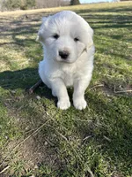 Sadie, a female Great Pyrenees for sale in Campbell, TX – Photo 7 of 8