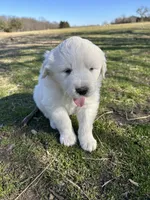 Sadie, a female Great Pyrenees for sale in Campbell, TX – Photo 5 of 8