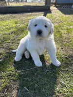 Sadie, a female Great Pyrenees for sale in Campbell, TX – Photo 4 of 8