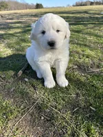 Sadie, a female Great Pyrenees for sale in Campbell, TX – Photo 8 of 8