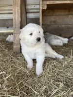 Sadie, a female Great Pyrenees for sale in Campbell, TX – Photo 6 of 8
