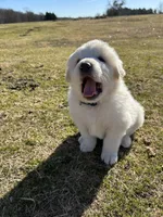 Moose, a male Great Pyrenees for sale in Campbell, TX – Photo 3 of 6
