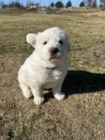 Moose, a male Great Pyrenees for sale in Campbell, TX – Photo 4 of 6