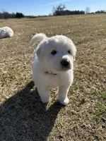 Moose, a male Great Pyrenees for sale in Campbell, TX – Photo 6 of 6
